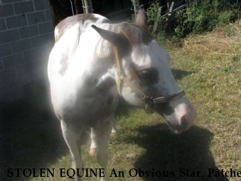 STOLEN EQUINE An Obvious Star, Patches Near Elizabethton, TN, 37643